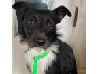 Adopt LEE a Rat Terrier / Mixed dog in Palm City, FL (31846887)