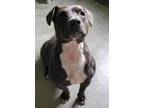 Adopt Cali a Staffordshire Bull Terrier, Boston Terrier