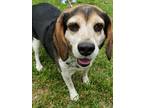 Adopt Luke a Tricolor (Tan/Brown & Black & White) Beagle / Mixed dog in