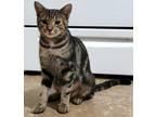 Adopt Guinevere a Tabby, Bengal