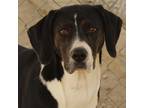 Adopt Haven a Mountain Cur