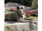 Adopt Khloe a Cane Corso / Australian Shepherd / Mixed dog in London