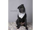 Adopt Roxy a Black Shar Pei / Terrier (Unknown Type, Small) / Mixed dog in