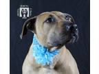 Adopt Whitnee a American Staffordshire Terrier