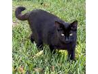 Adopt Gilly a All Black American Shorthair / Mixed cat in Foley, AL (31893631)
