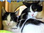 Adopt Casper and Jasper a Black & White or Tuxedo Turkish Van (medium coat) cat