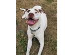 Adopt Chloe a White - with Tan, Yellow or Fawn Staffordshire Bull Terrier /