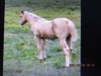 Big Stylish Pretty Palomino Colt Go most any direction you choose