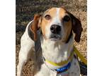 Adopt Hazel a Tricolor (Tan/Brown & Black & White) Jack Russell Terrier / Beagle