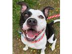 2105-0041 Lola, Pit Bull Terrier For Adoption In Virginia Beach, Virginia