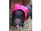 Stuart, Pig (farm) For Adoption In Fairfield, Connecticut