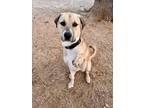 Adopt *UNO a Brown/Chocolate Anatolian Shepherd / Labrador Retriever / Mixed dog
