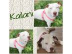 Adopt Kailani a White Pit Bull Terrier / Catahoula Leopard Dog dog in Colorado