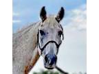 Adopt Arrow a White Quarterhorse horse in Prescott, AZ (31943241)