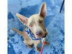 Adopt HENNESSEY a Brown/Chocolate Australian Kelpie / Mixed dog in Tucson