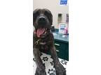 Adopt Denali a Brindle Mastiff / Mixed dog in Ocala, FL (31937397)