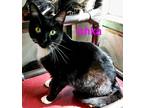 Adopt Ishka a Black (Mostly) Domestic Shorthair (short coat) cat in Macon