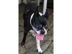 Adopt Baby #16 a Black Boston Terrier / Mixed dog in Umatilla, FL (31963988)