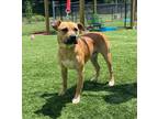 Adopt Rookie a Boxer / Labrador Retriever / Mixed dog in Dalton, GA (31947279)