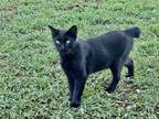 Adopt Solomon a All Black Manx (short coat) cat in haslet, TX (31952378)