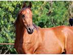 Arab mare IFT National Champion