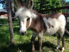 Miniature Donkey Foals for sale