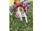 Rosie Pit Bull Terrier Puppy Female