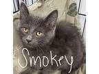 Smokey Domestic Shorthair Kitten Male