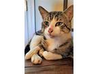 KITTEN KEANU FOSTER OR FOREVER HOME NEEDED Domestic Shorthair Young Male