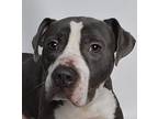 Dempsey American Pit Bull Terrier Adult Male