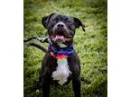 Adopt Gypsy a Pit Bull Terrier, Boxer