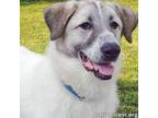 Adopt Nash in CT - Perfect House Manners! a Great Pyrenees, Anatolian Shepherd
