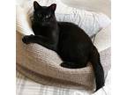 Adopt Blackie: Adorable, sweet, Affectionate lap cat a Bombay