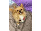 Adopt Prince a Yorkshire Terrier