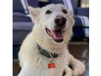 Adopt Lennox a White German Shepherd Dog / Mixed dog in Lake Forest