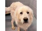 Nixin Great Pyrenees Adult Male