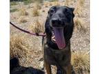 Adopt I1351767 a Black - with Tan, Yellow or Fawn Belgian Malinois / Mixed dog