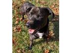 Adopt Bailey a Black Labrador Retriever / Border Collie / Mixed dog in New