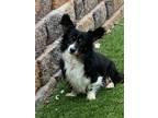 Adopt Rummy a Corgi / Papillon / Mixed dog in Denver, CO (32000751)