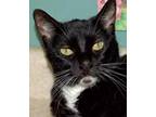 Adopt Hopper a All Black Domestic Shorthair / Domestic Shorthair / Mixed cat in