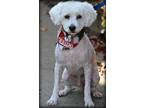 Adopt Riley a Poodle