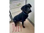 Joey 20895 Rottweiler Adult Male