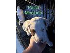 Patch montana Blue Heeler Puppy Male