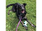 Adopt Louie a Black Flat-Coated Retriever / Great Dane / Mixed dog in South