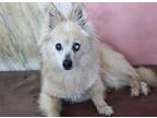 Adopt Gipsy a Tan/Yellow/Fawn Pomeranian / Silky Terrier / Mixed dog in Creston