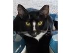 Adopt Daffodil a Black & White or Tuxedo Domestic Shorthair (short coat) cat in