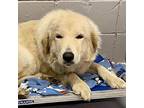 Pear Great Pyrenees Adult Female