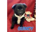 Quincy in Texarkana AR/TX Pomeranian Puppy Male