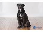 Adopt Oscar a Bullmastiff, Labrador Retriever