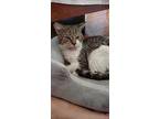 Kitten, Domestic Shorthair For Adoption In Oakville, Ontario